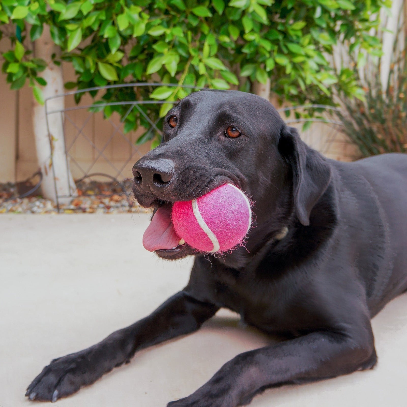 Friendsheep Sustainable Wool Goods Pet Toys Pink & Purple Tennis Wool Ball Toy