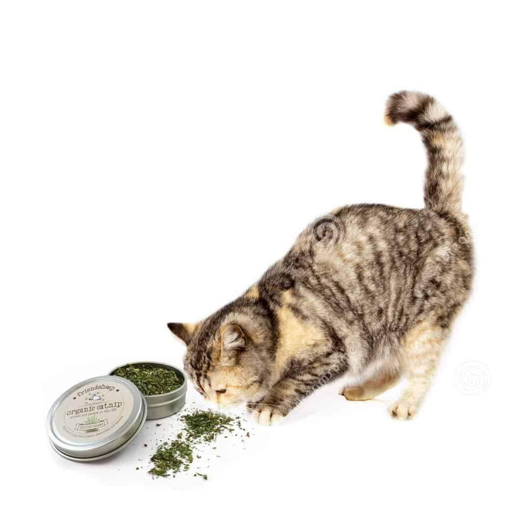 Friendsheep Sustainable Wool Goods Pet Toys Regular Organic Catnip Tin
