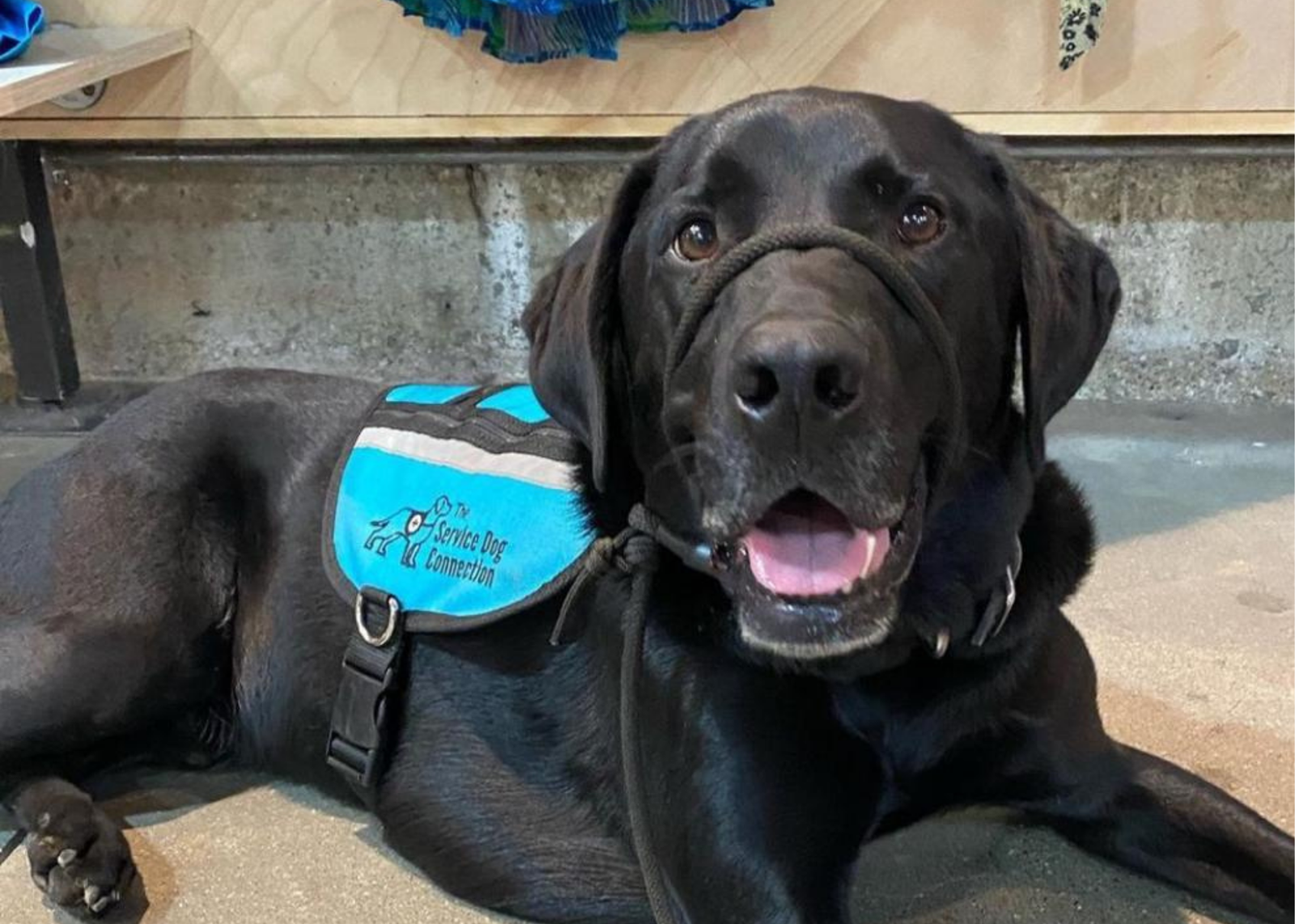 a black labrador with a teal service dog vest is smiling at the camera