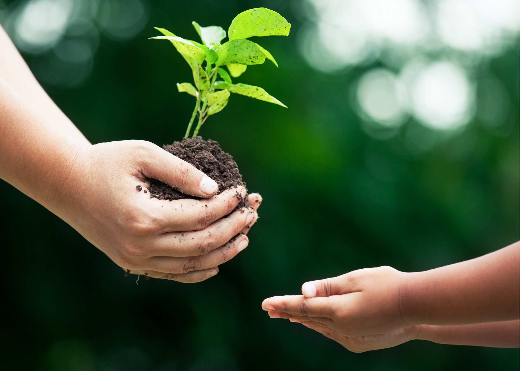 a pair of hands holding a plant in sole reaches out to another pair of empty hands