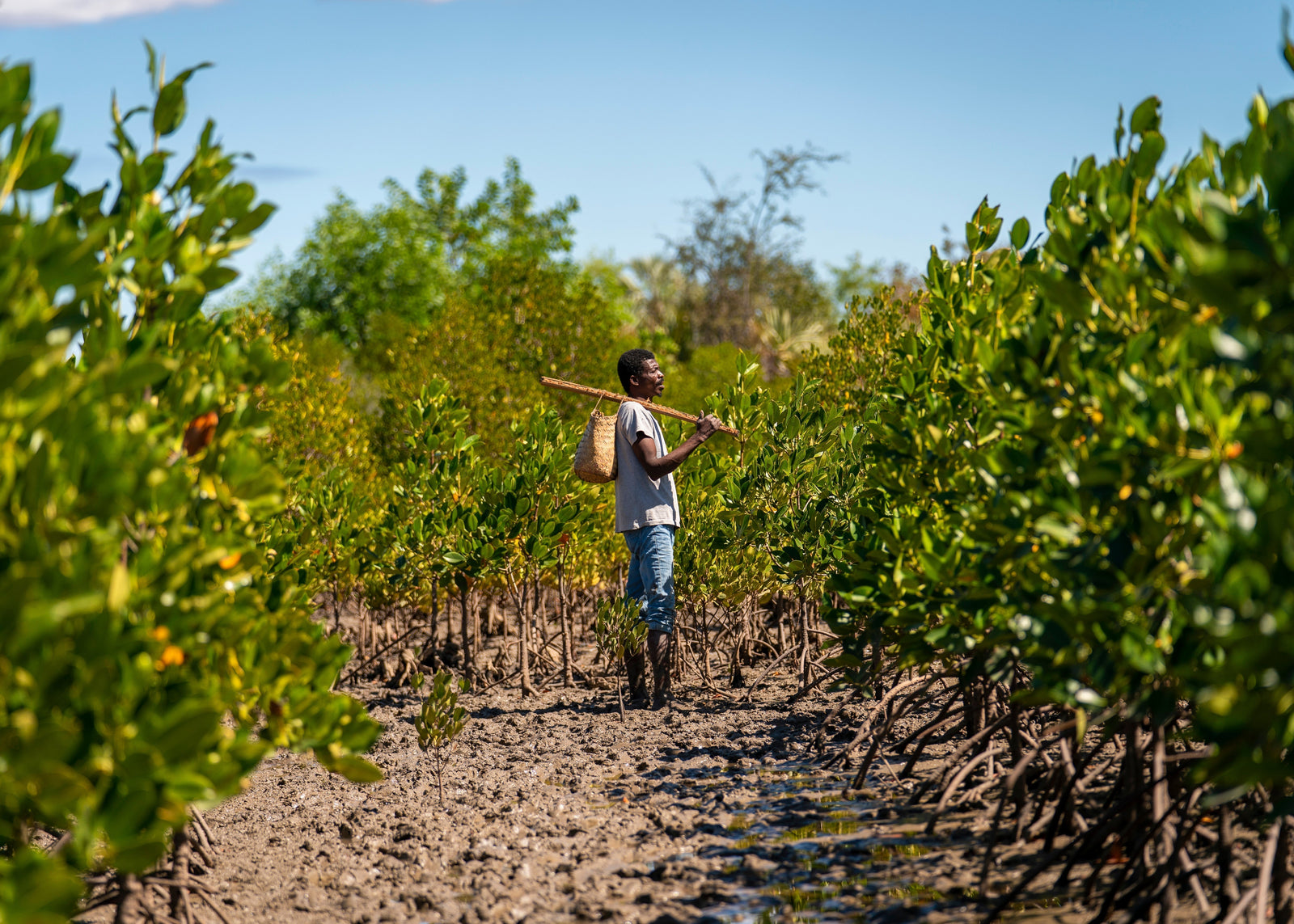 A man standing in a mangrove forest, looking ahead with a serene, pensive expression