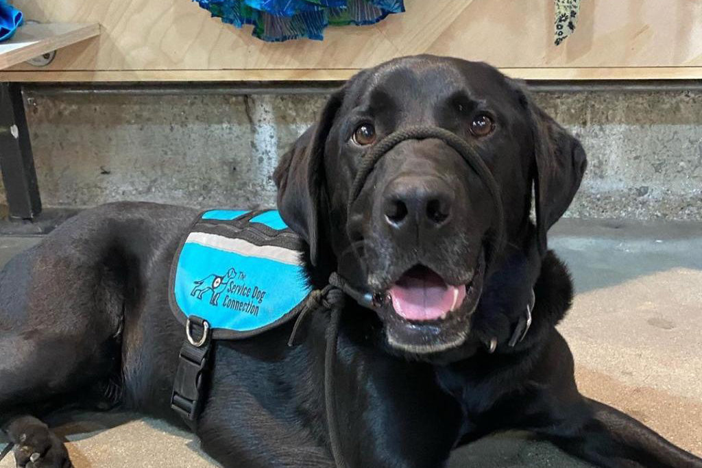 a black labrador with a teal service dog vest is smiling at the camera