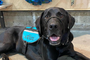 a black labrador with a teal service dog vest is smiling at the camera