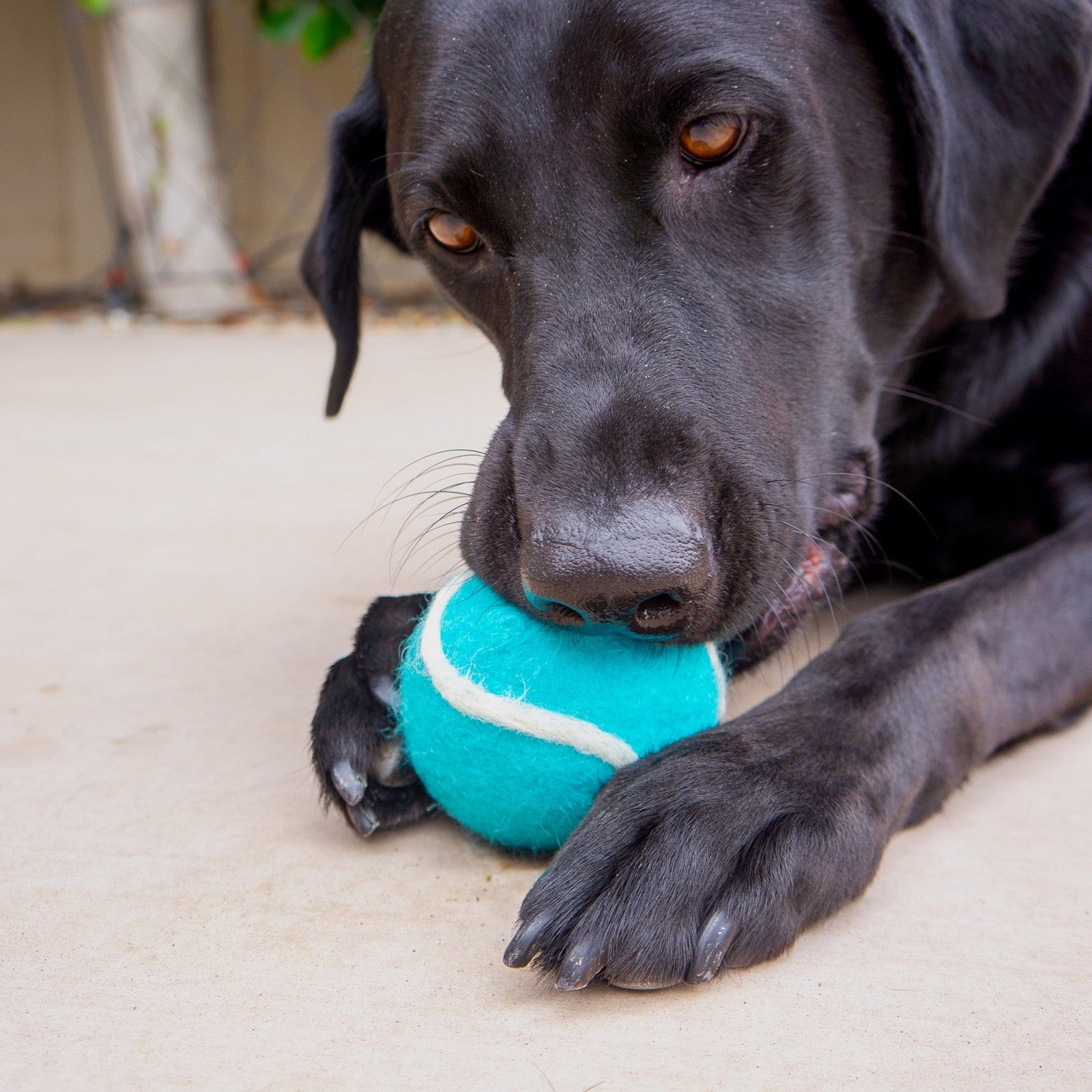 Friendsheep Sustainable Wool Goods Pet Toys 2.5 in Teal & Green Tennis Wool Balls Dog Toy
